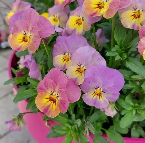 Appartement Franz Josef - By Mynests *